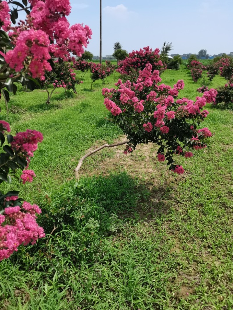 【苗圃直发】紫薇日本弯紫薇现挖现发量大从优欢迎咨询