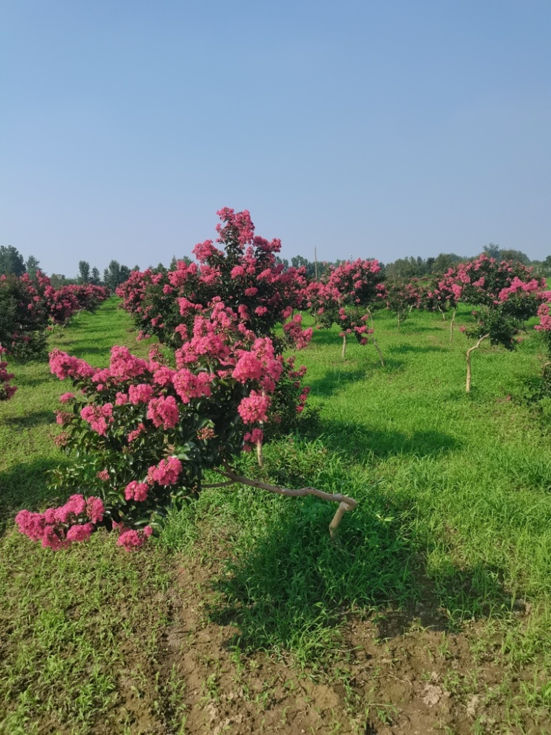 【苗圃直发】紫薇日本弯紫薇现挖现发量大从优欢迎咨询