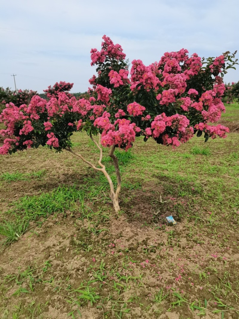 【苗圃直发】紫薇日本弯紫薇现挖现发量大从优欢迎咨询