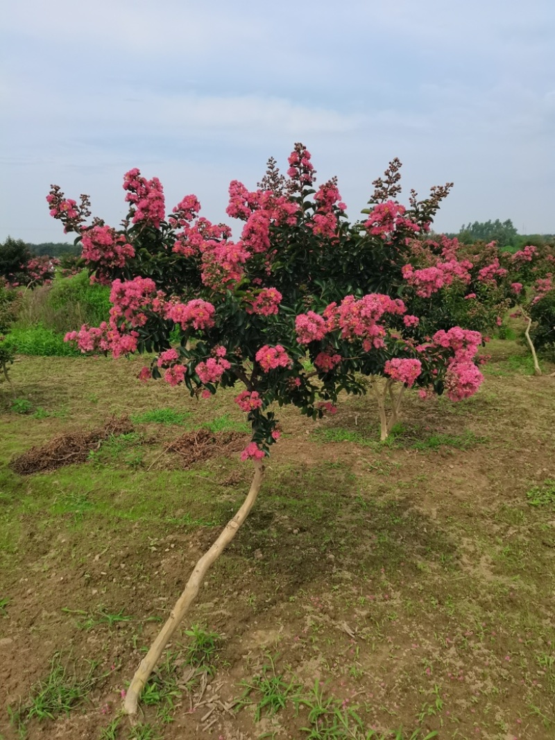 【苗圃直发】紫薇日本弯紫薇现挖现发量大从优欢迎咨询