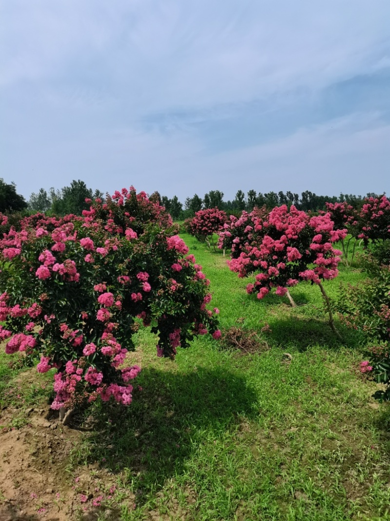 【苗圃直发】紫薇日本弯紫薇现挖现发量大从优欢迎咨询