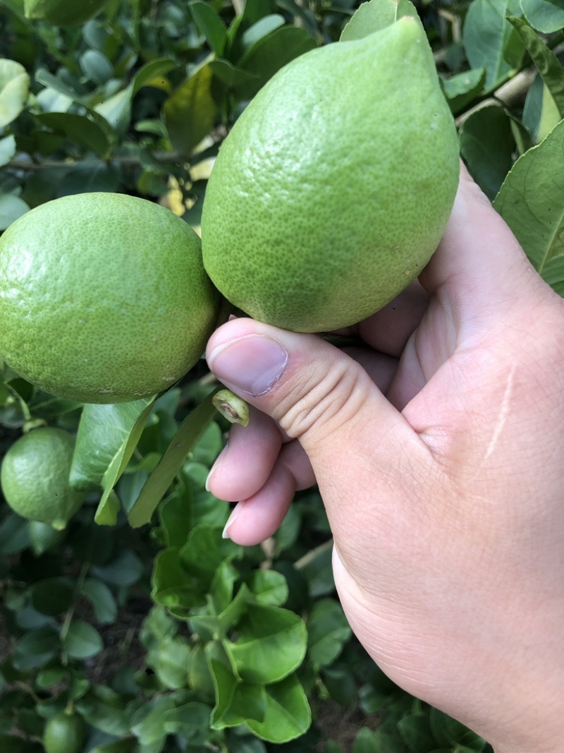 广东香水一级果