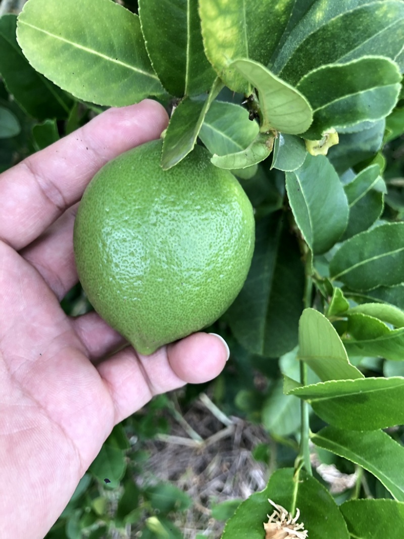 广东香水一级果