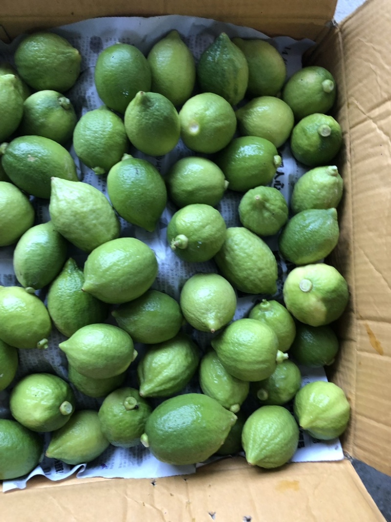 广东香水一级果