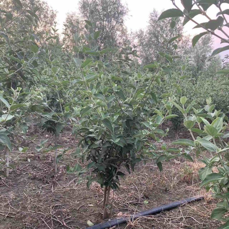 [标题]【中华木绣球】木绣球大量供应规格齐全可视频看货