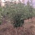 [标题]【中华木绣球】木绣球大量供应规格齐全可视频看货