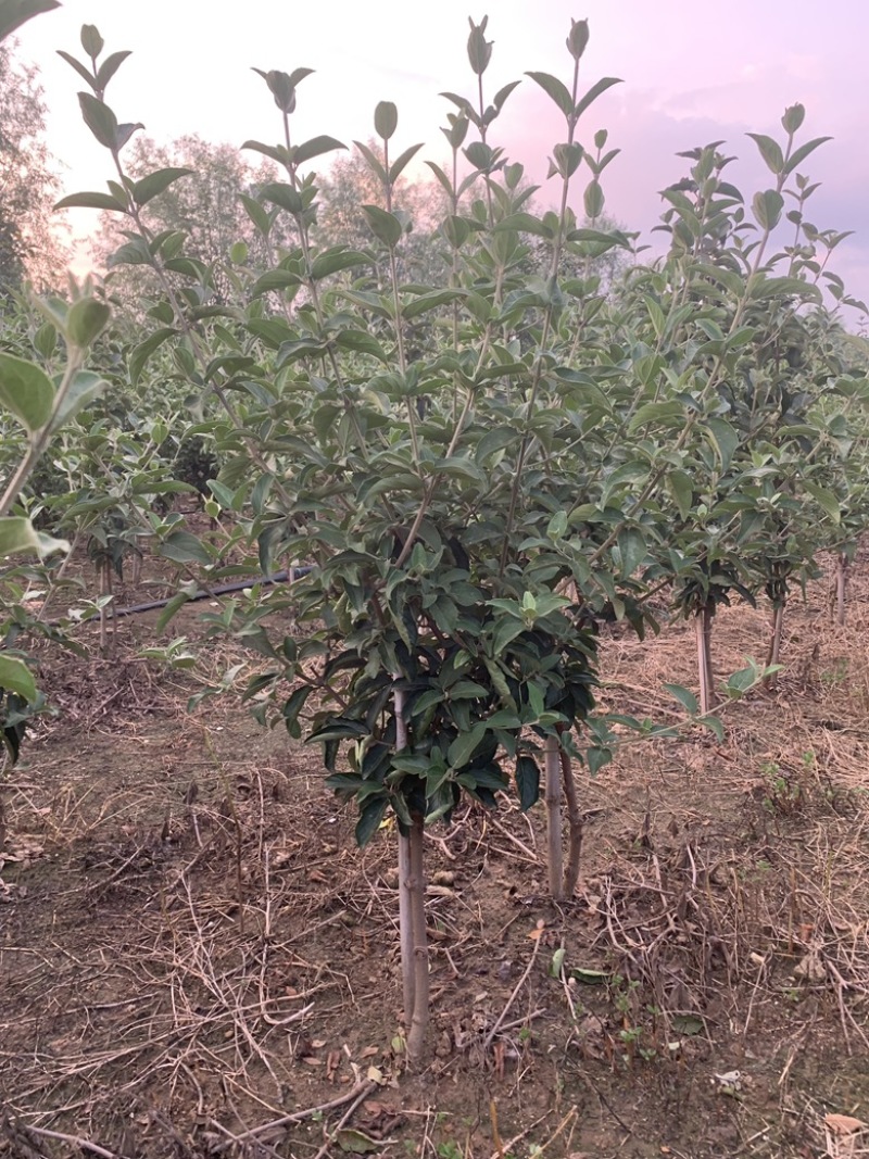 [标题]【中华木绣球】木绣球大量供应规格齐全可视频看货