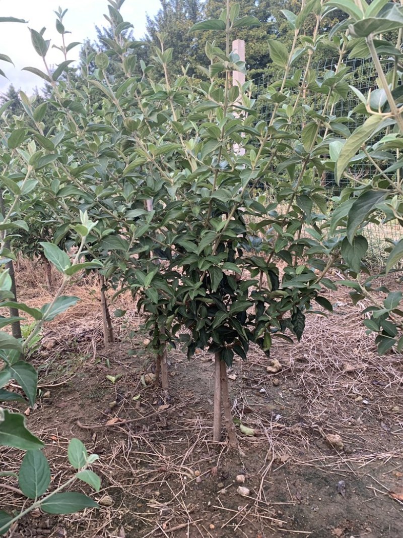 [标题]【中华木绣球】木绣球大量供应规格齐全可视频看货