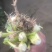 济宁优质芹菜苗
