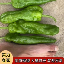 【荐】精品辣椒东台大椒，一手货源支持全国发货