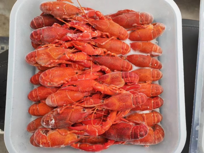 潜江液氮速冻小龙虾高品质清水速冻虾解冻即用餐饮原材料