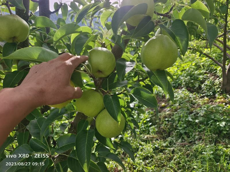 云南大理宾川海拔2200米以上的高寒山区蜂糖梨