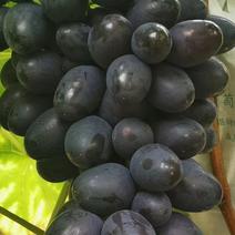 紫王葡萄
