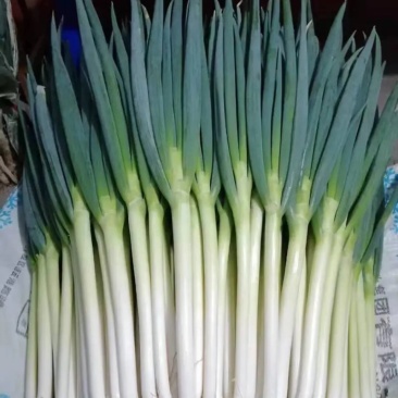 河北，铁杆大葱，钢葱，葱白硬实，适合各大商超，市场！