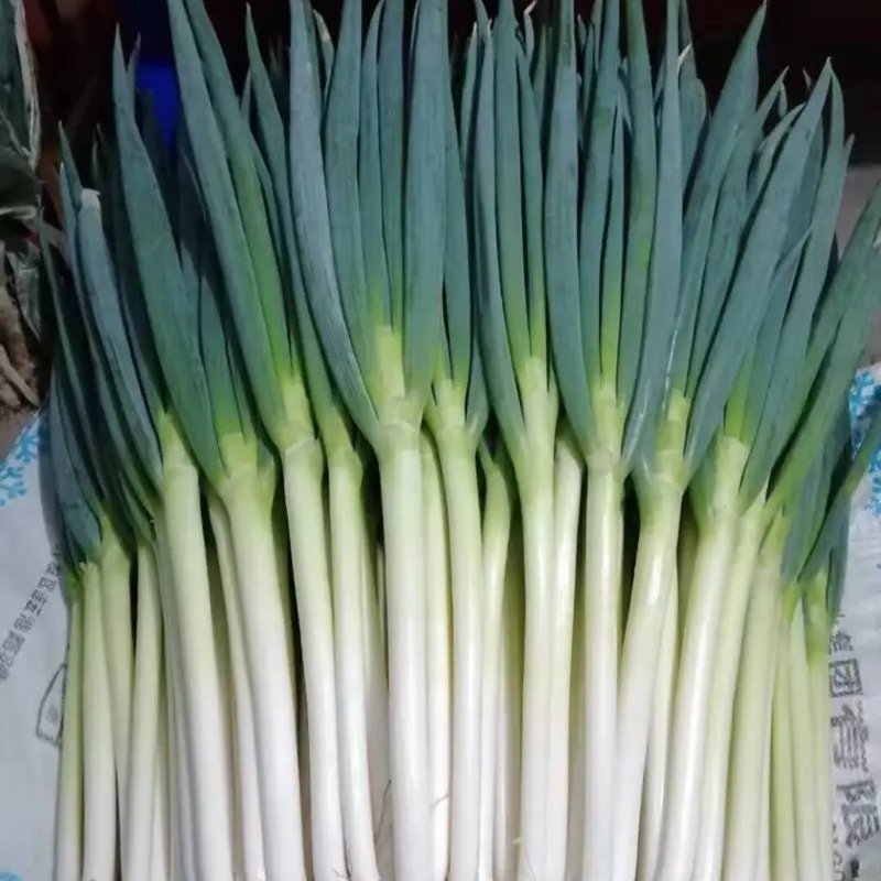 河北，铁杆大葱，钢葱，葱白硬实，适合各大商超，市场！