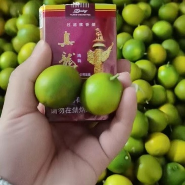 广西桂林脆皮金桔开始上市供应，产地直供，质量有保障，供货