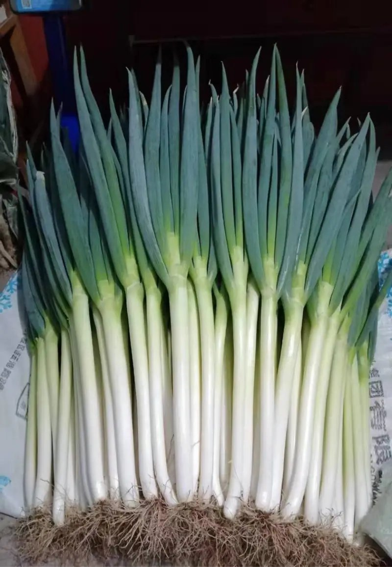 河北，铁杆大葱，钢葱，葱白硬实，适合各大商超，市场！