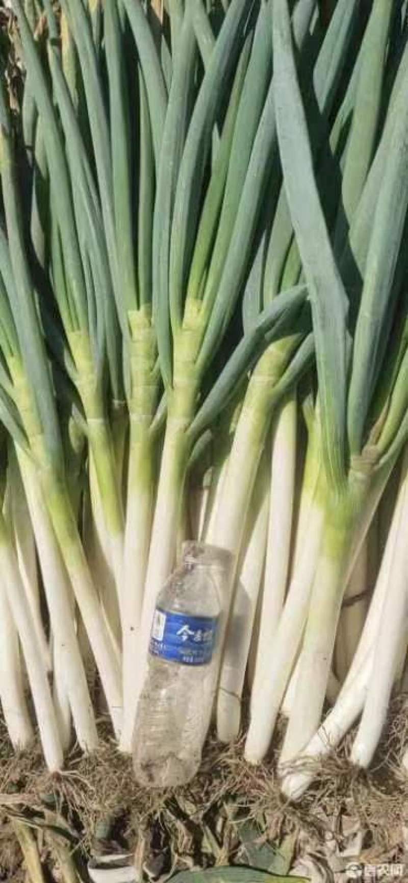 河北，铁杆大葱，钢葱，葱白硬实，适合各大商超，市场！