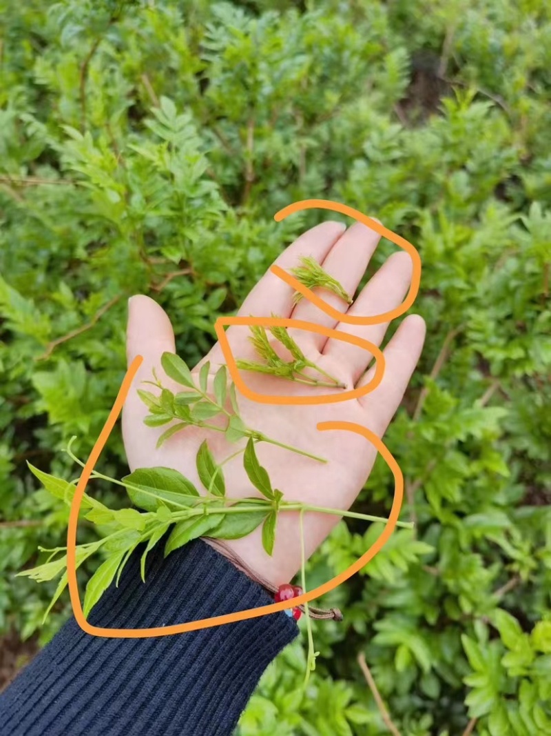 精品张家界茅岩莓茶，产地直发价格真实欢迎选购