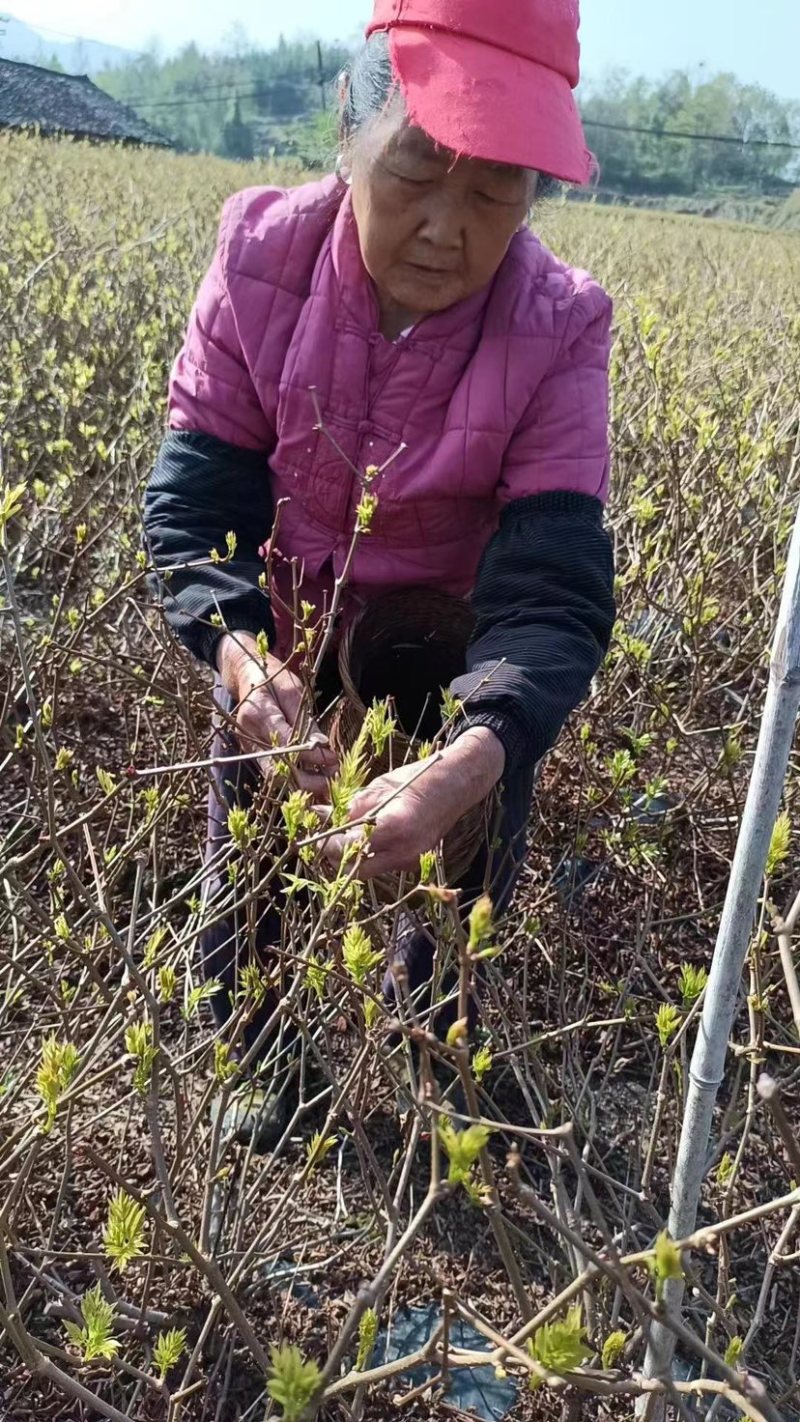 精品张家界茅岩莓茶，产地直发价格真实欢迎选购