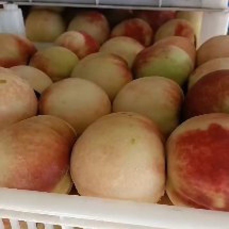 、永连蜜桃大量上市中有需要联系我