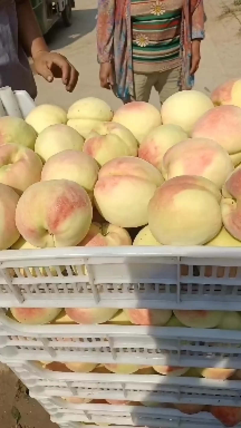 、永连蜜桃大量上市中有需要联系我