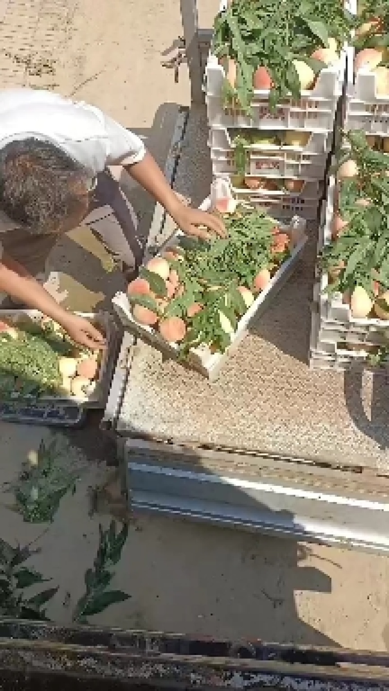 、永连蜜桃大量上市中有需要联系我
