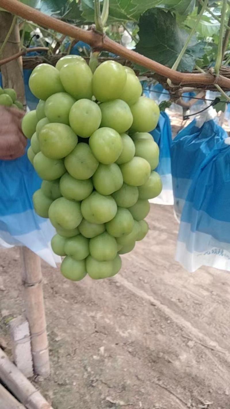 阳光五玖瑰莆萄大量上市中有需要联系我哦！我