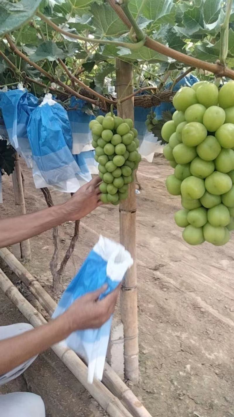 阳光五玖瑰莆萄大量上市中有需要联系我哦！我
