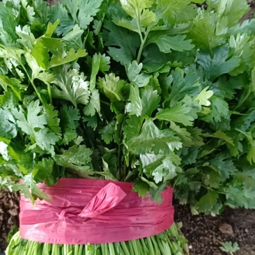 精品香菜
