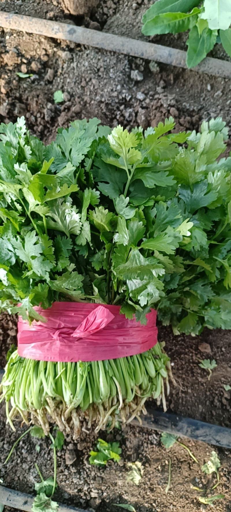 精品香菜