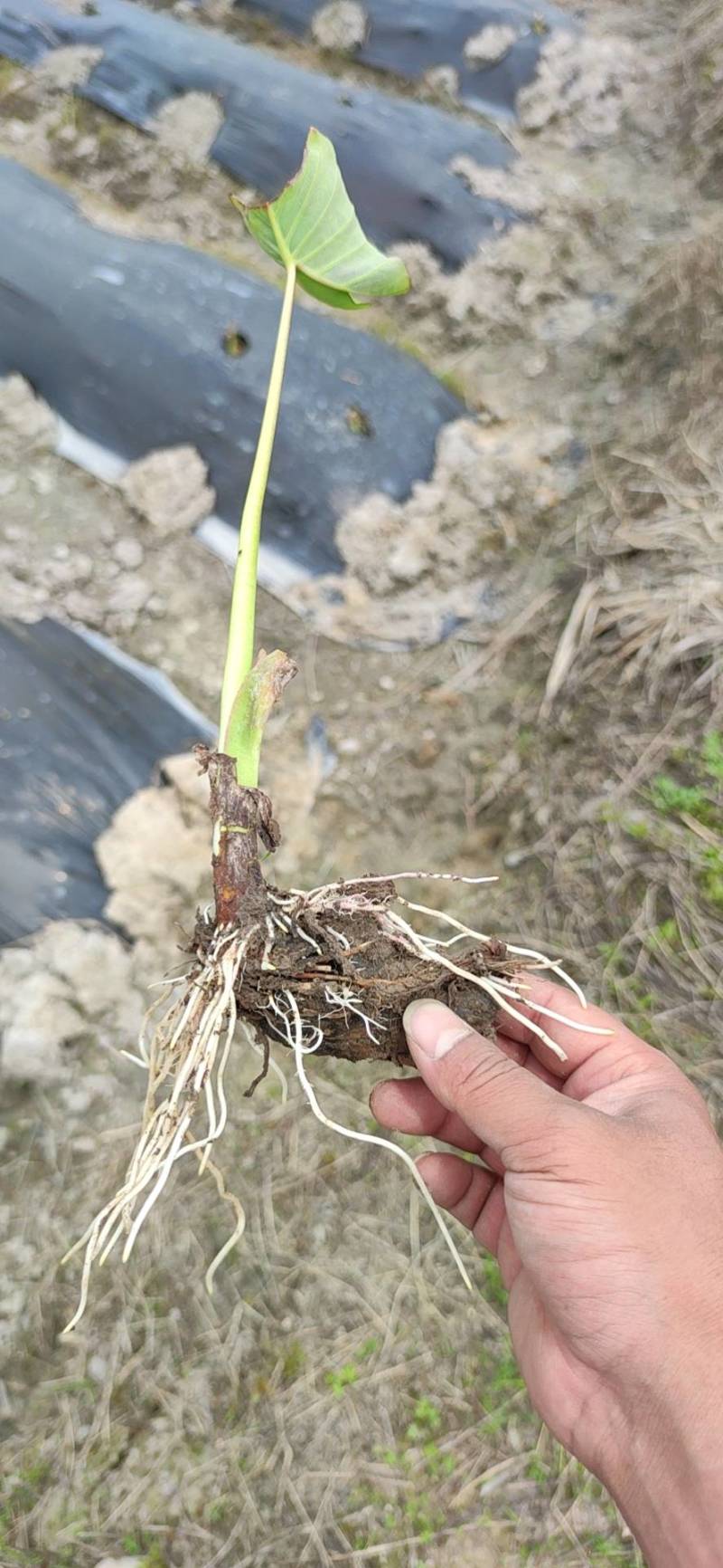 福建槟榔芋，芋种