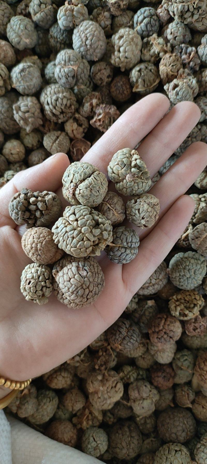 草豆蔻草蔻大草蔻祥泰药材栈中药材批发零售实物拍摄量多