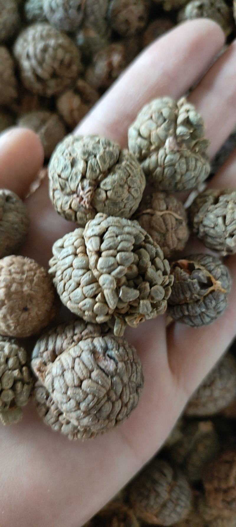 草豆蔻草蔻大草蔻祥泰药材栈中药材批发零售实物拍摄量多