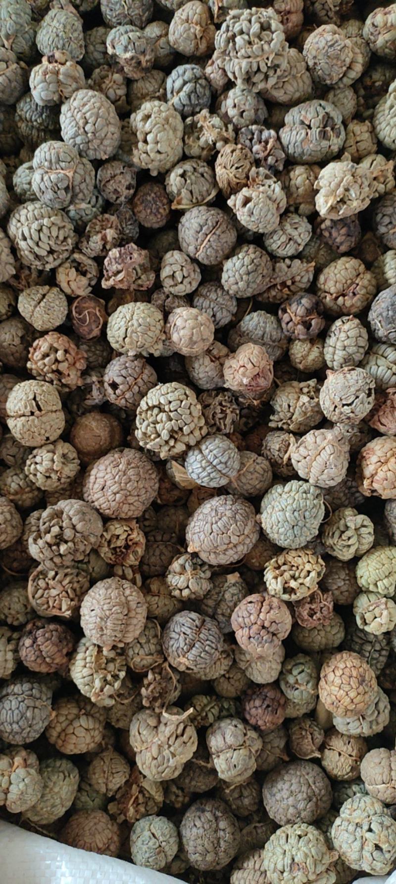 草豆蔻草蔻大草蔻祥泰药材栈中药材批发零售实物拍摄量多