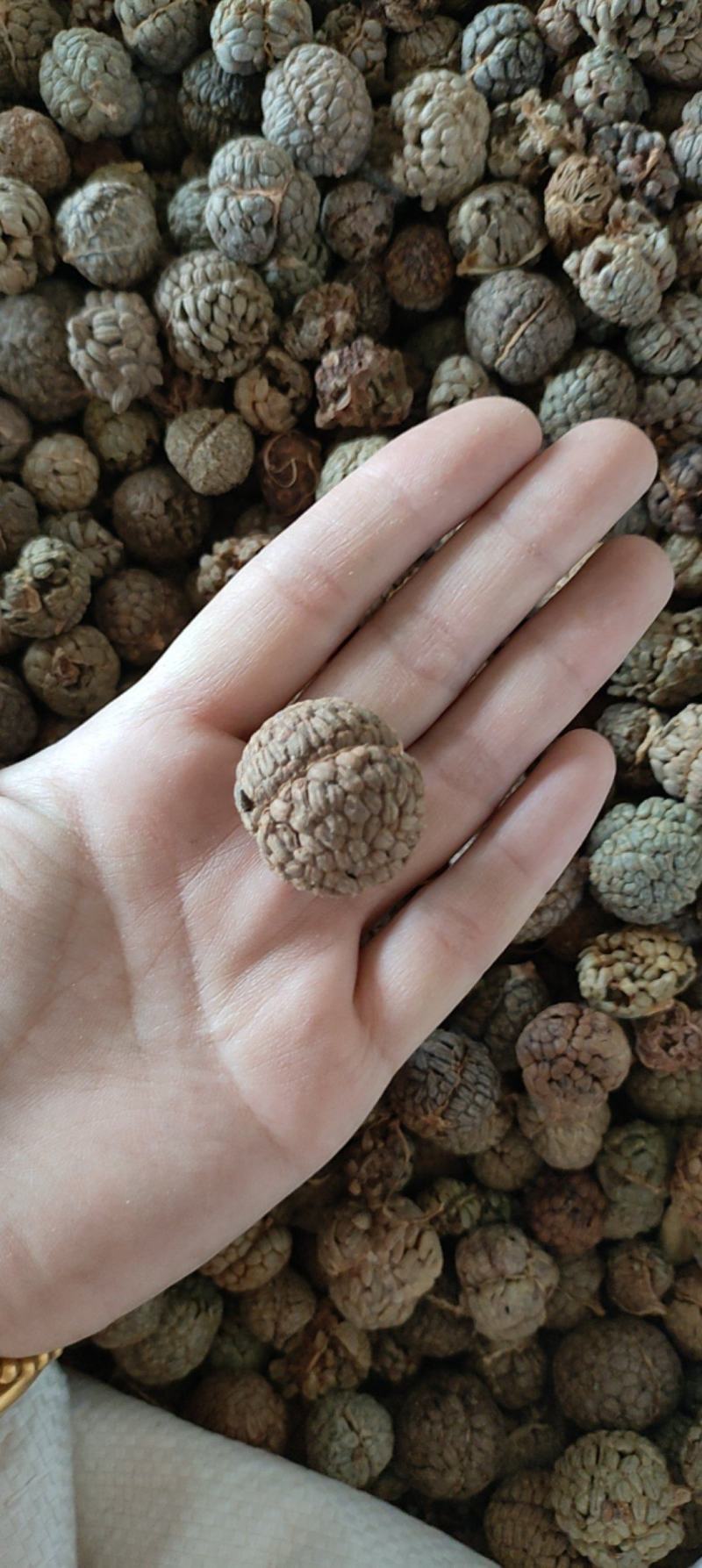 草豆蔻草蔻大草蔻祥泰药材栈中药材批发零售实物拍摄量多