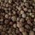 草豆蔻草蔻大草蔻祥泰药材栈中药材批发零售实物拍摄量多