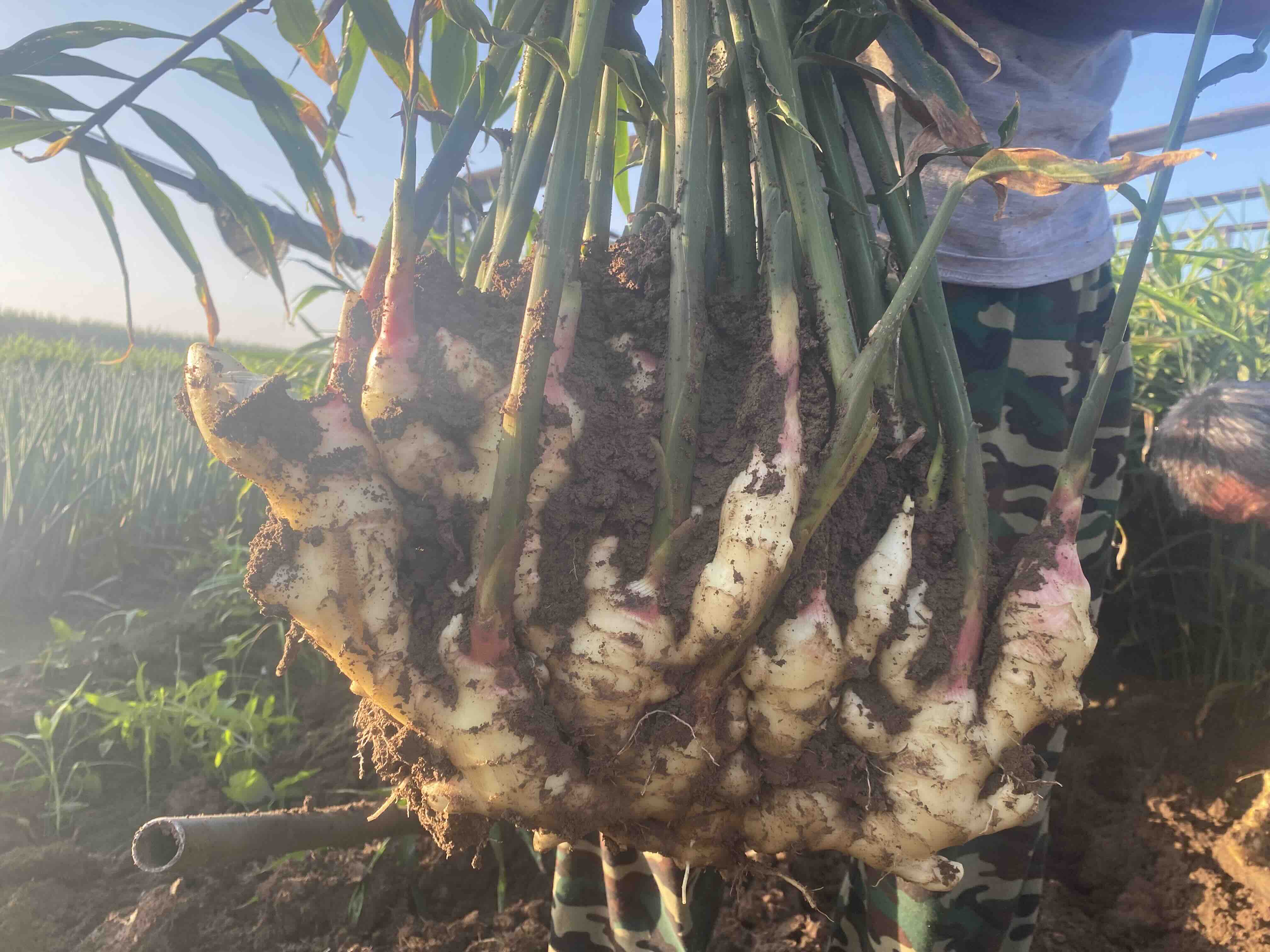 展示生姜种植的垄作方式,适合沙土环境 生姜种植垄作示意图