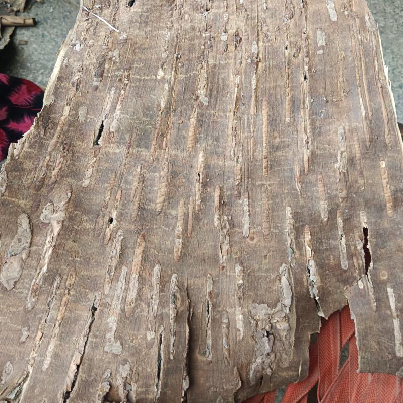 桦树皮，统货，产地一手货源，实拍现货24小时内发货