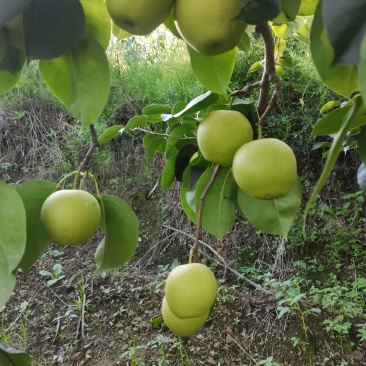 青龙高山优质皇冠梨