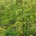 白芷种子，纯新干净2023年产新2年生