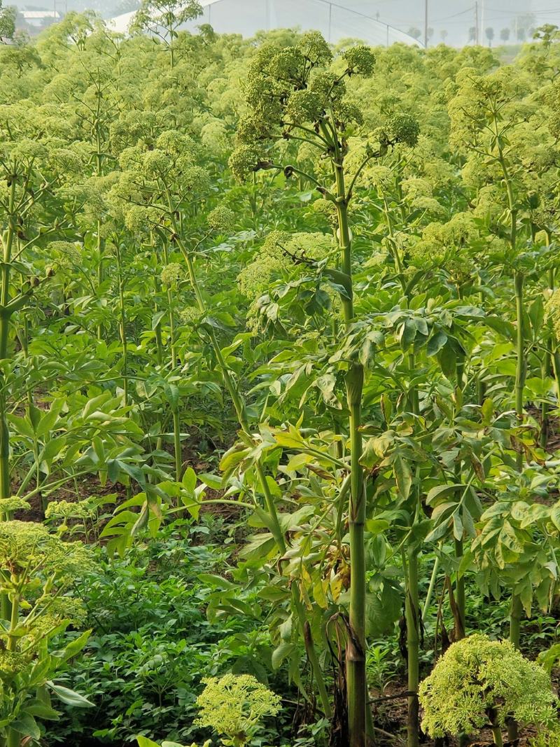 白芷种子，纯新干净2023年产新2年生