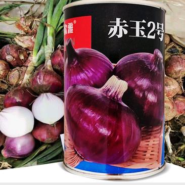 赤玉2号中早熟高圆球紫皮洋葱种子100克/罐口感甜脆
