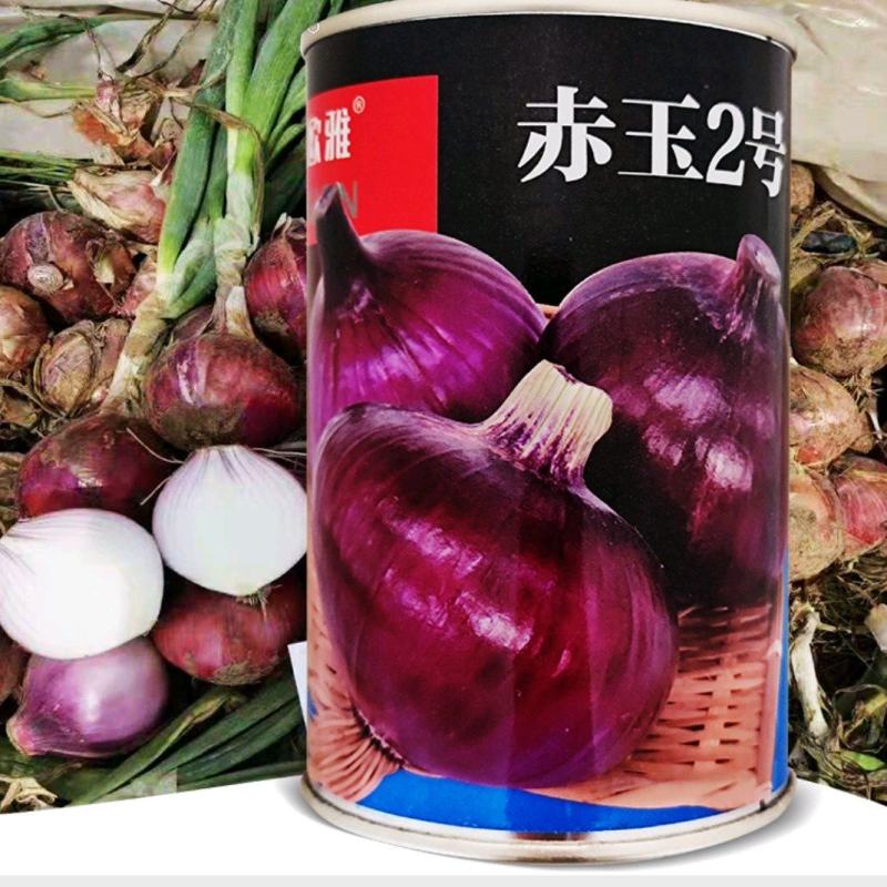 洋葱种子秋季深红皮秋播中早熟高圆球微辣甜脆耐储存100克
