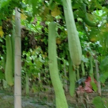 丝瓜络