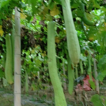 丝瓜络