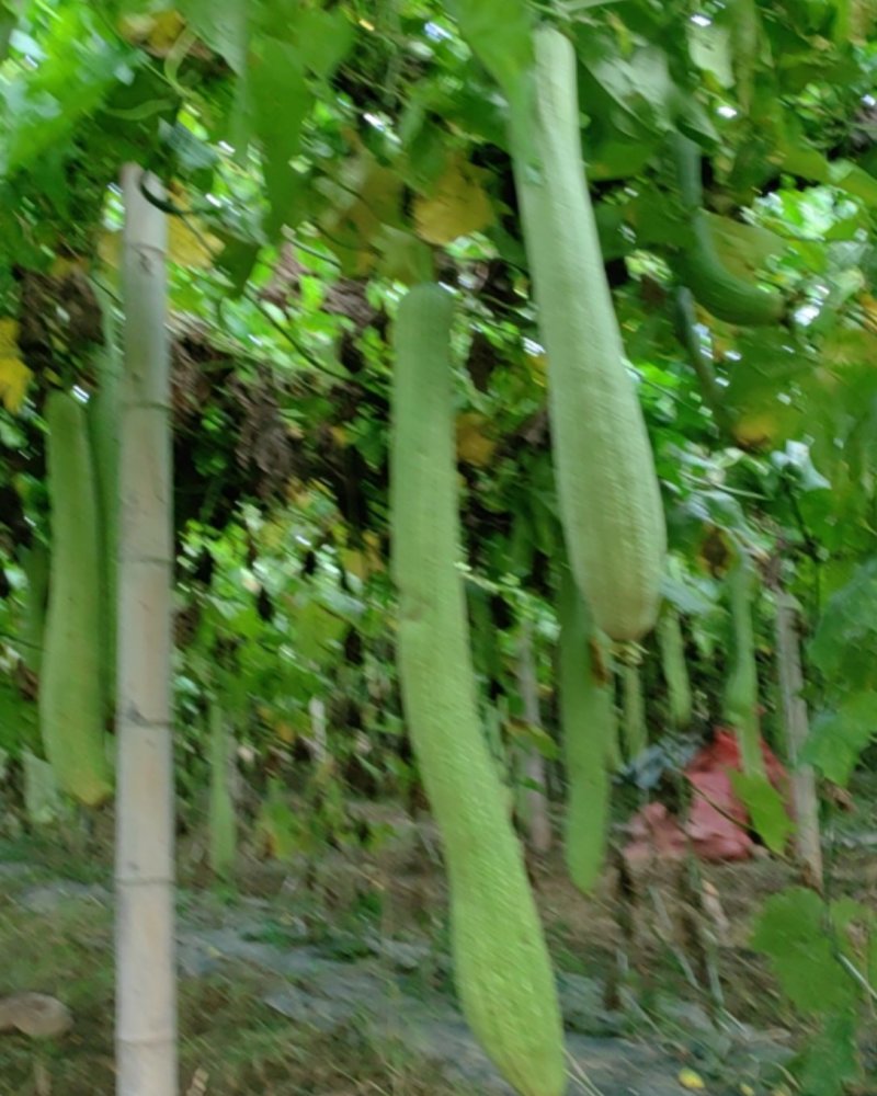 丝瓜络