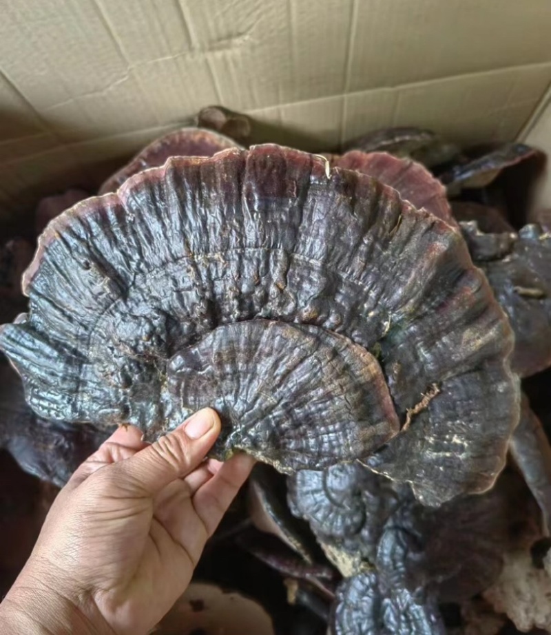 干灵芝野生灵芝自家现挖品质好诚信发货全国