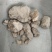 琥珀，一手货源，矿石类，批发各种中药材，欢迎订购，贤帅药