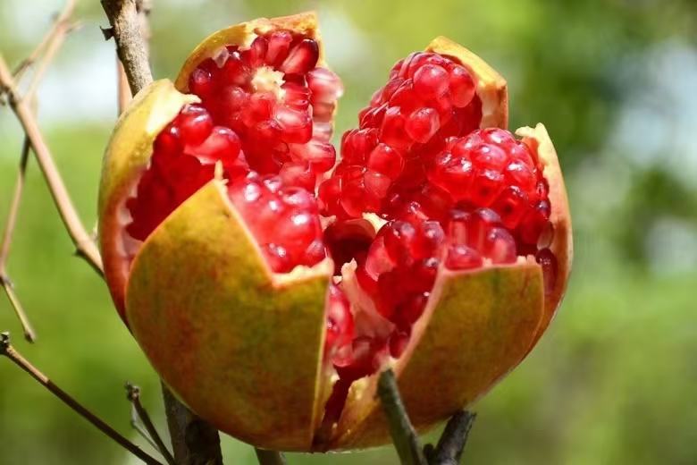 突尼斯软籽石榴果实特写